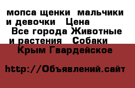 мопса щенки -мальчики и девочки › Цена ­ 25 000 - Все города Животные и растения » Собаки   . Крым,Гвардейское